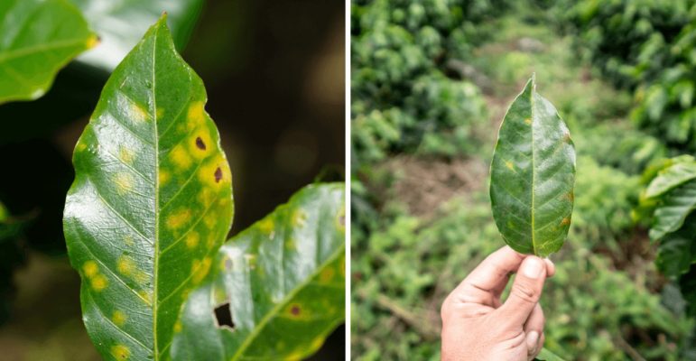 bệnh-ở-cây-cà-phê-cơ-hội-cho-robusta