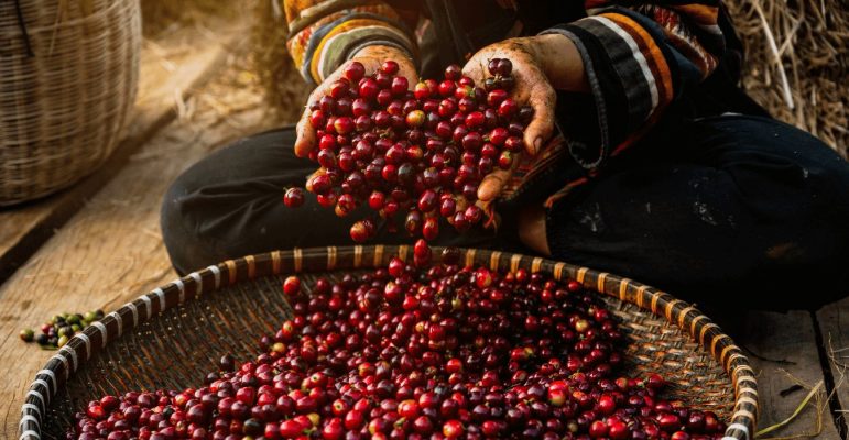 thu-hoạch-arabica