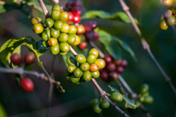 trái-cà-phê-arabica-đồ-uống